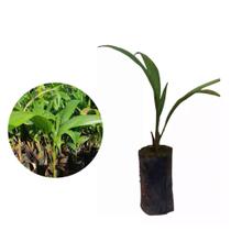 Muda de Palmito Pupunha Altura de 0,40 cm a 0,80 cm