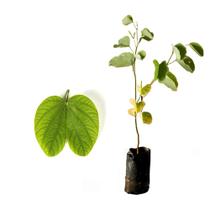 Muda de Pata De Vaca Branca 20 a 40cm AMK - Plantas Online Muda de Pata De Vaca Branca 20 a 40cm AMK - Plantas Online