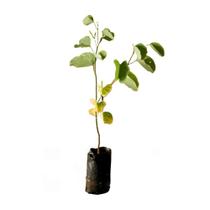 Muda De Pata De Vaca Branca 20cm