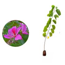 Muda de Pata De Vaca Rosa 20 a 40cm AMK - Plantas Online