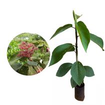 Muda de Pau Jangada 20 a 40cm AMK - Plantas Online