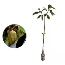 Muda de Pau Terra 20 a 40cm AMK - Plantas Online