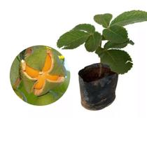 Muda de Pequi 20 a 40cm AMK - Plantas Online Muda de Pequi 20 a 40cm AMK - Plantas Online