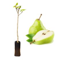 Muda de Pera da Água Mole Enxertada Rápida Produção Produz em Vasos