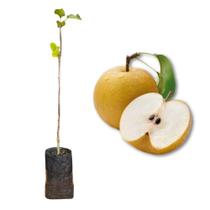 Muda de Pera Hosui Mole Enxertada Rápida Produção Produz em Vasos