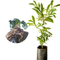 Muda de Peroba Rosa 20 a 40cm AMK - Plantas Online Muda de Peroba Rosa 20 a 40cm AMK - Plantas Online