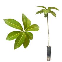 Muda de Peroba Vermelha 20 a 40cm AMK - Plantas Online Muda de Peroba Vermelha 20 a 40cm AMK - Plantas Online