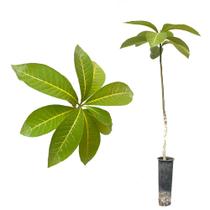 Muda de Peroba Vermelha 20 a 40cm AMK - Plantas Online Muda de Peroba Vermelha 20 a 40cm AMK - Plantas Online