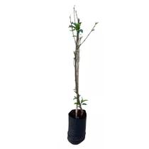 Muda de Pêssego Altura de 50 a 80cm Muda de Pêssego Altura de 50 a 80cm