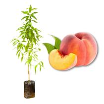 Muda de Pêssego Chimarrita Enxertada Rápida Produção Produz em Vasos