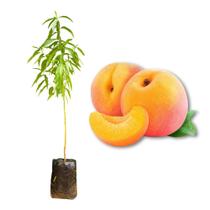 Muda de Pêssego Precocinho Enxertada Rápida Produção Produz em Vasos
