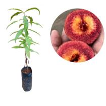 Muda de Pêssego Roxo Fora de Época Fevereiro-Enxertado