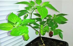 Muda de Pimenta Bhutlah Chocolate 2.4 Milhões (SHU) Muda de Pimenta Bhutlah Chocolate 2.4 Milhões (SHU)