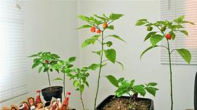 Muda de Pimenta Carolina Reaper com Frutos **ATENÇÃO** Retirada no Local Muda de Pimenta Carolina Reaper com Frutos **ATENÇÃO** Retirada no Local