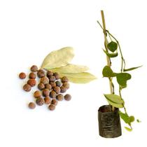 Muda De Pimenta Do Reino - Exótica - AMK - Jardinagem e Paisagismo