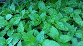 Muda de Pimenta Habanero Laranja Muda de Pimenta Habanero Laranja