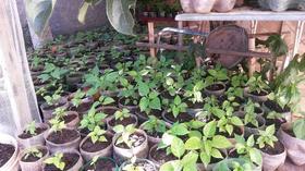 Muda de Pimenta Trinidad Scorpion Morurga 1.6 (SHU) Muda de Pimenta Trinidad Scorpion Morurga 1.6 (SHU)