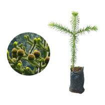 Muda de Pinheiro Araucária 20 a 40cm AMK - Plantas Online Muda de Pinheiro Araucária 20 a 40cm AMK - Plantas Online