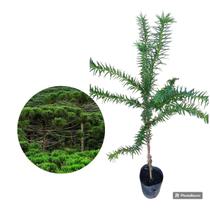 Muda de Pinheiro Araucária Muda de Pinheiro Araucária