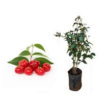 Muda de Pitanga Altura de 0,40 cm a 0,80 cm