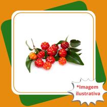 Muda de Pitanga Eugenia Uniflora