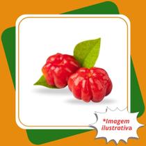 Muda de Pitanga Eugenia Uniflora