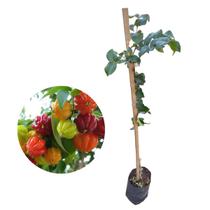 Muda de Pitanga Graúda Para Produzir