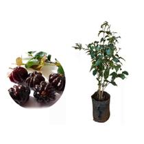 Muda de Pitanga Negra 50 a 80cm AMK - Plantas Online