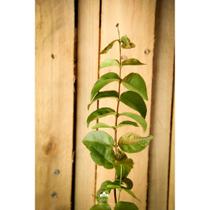 Muda de Pitanga Negra Altura de 0,40 cm a 0,80 cm