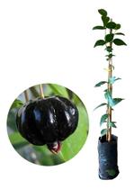 Muda De Pitanga Preta 10cm a 20cm