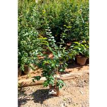 Muda de Pitanga Produzindo Altura de 1,0 m a 1,5 m