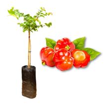 Muda de Pitanga Rápida Produção Produz em Vasos