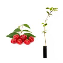 Muda de Pitanga Vermelha 20 a 40cm AMK - Plantas Online