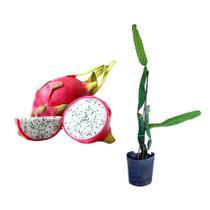 Muda de Pitaya 20 a 40cm AMK - Plantas Online