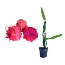 Muda de Pitaya 20 a 40cm AMK - Plantas Online