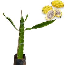 Muda De Pitaya Amarela Colombiana Fruta Exótica Top Plantada Muda De Pitaya Amarela Colombiana Fruta Exótica Top Plantada