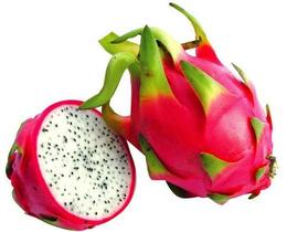 Muda de Pitaya Branca -estaca sem Raiz Muda de Pitaya Branca -estaca sem Raiz