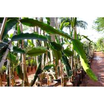 Muda de Pitaya Produzindo Altura de 1,0 m a 1,5 m