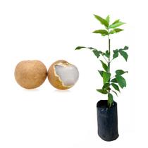 Muda de Pitomba 20 a 40cm AMK - Plantas Online