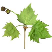 Muda de Platano 50 a 80cm AMK - Plantas Online