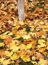 Muda de Plátano - Platanus x Hispanica Muda de Plátano - Platanus x Hispanica