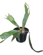 Muda De Platcerium Chifre De Veado Planta Jovens Bem Formada Muda De Platcerium Chifre De Veado Planta Jovens Bem Formada