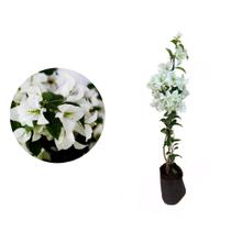 Muda de Primavera Branca 20 a 40cm AMK - Plantas Online Muda de Primavera Branca 20 a 40cm AMK - Plantas Online