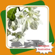 Muda de Primavera Branca Bougainvillea Glabra Muda de Primavera Branca Bougainvillea Glabra