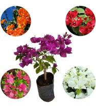 Muda de Primavera roxa, amarela, laranja, branca, vermelhadiversas cores