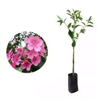 Muda de Quaresmeira Rosa 50 a 80cm AMK - Plantas Online