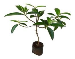 Muda De Quaresmeira Roxa 20cm. Muda De Quaresmeira Roxa 20cm.