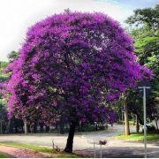 Muda de quaresmeira Roxa Muda de quaresmeira Roxa