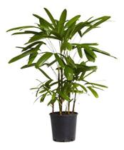 Muda De Ráfia Planta Raphis Interna Palmeira Decorativa Natural