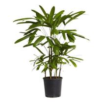 Muda De Ráfia Planta Raphis Interna Palmeira Decorativa Natural